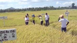 preview picture of video 'Ceremonial Harvest of  Long-Term Continuous Cropping Experiment (LTCCE) at IRRI'