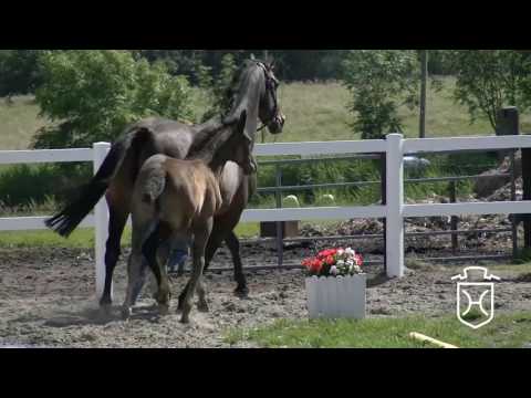 NF229 Stutfohlen von Colman - Contender - Loutano