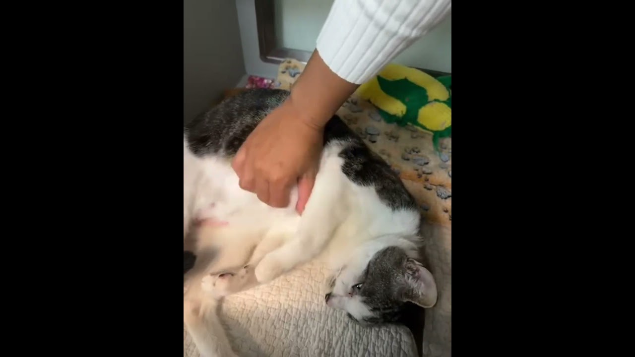 Enlarge Charles, a Adoptable Domestic Short Hair in Columbia, SC video 6/6