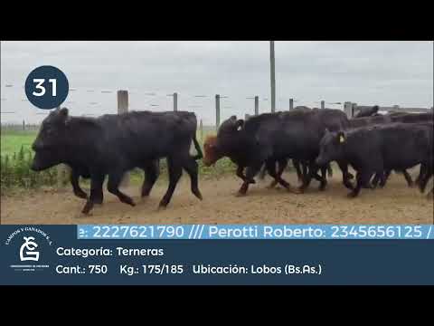 Lote Hembras - Lobos Bs As