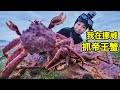 挪威帝王蟹泛滥，冰海潜水抓螃蟹，1小时收入破万！| 帝王蟹 | 挪威 | 户外 | 赶海 | 浮潜 |