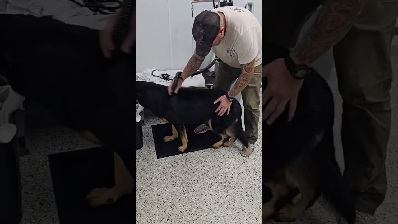 Enlarge Frank, a Adoptable German Shepherd Dog in Little Rock, AR video 6/6