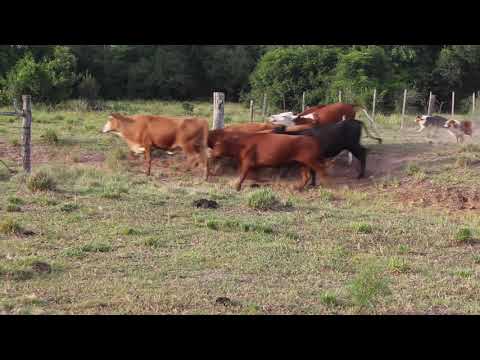 Ovelheiros do Canil Santa Terezinha Trabalhando