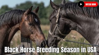 Black horse breeding season in USA | Beautiful Horses At My Farm House