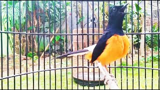 Download lagu AUTO TERPANCING EMOSI // PANCINGAN MURAI BORNEO KALIMANTAN GACOR BIKIN MURAI LAIN GELISAH mp3