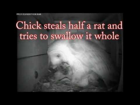 Chick Steals a rat