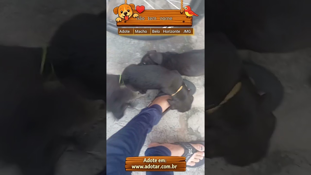 Cachorro raça SRD-ViraLata idade 2 a 6 meses nome não tem nome