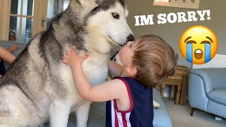 Huskies Scare Baby Fighting But Say Sorry With Cuddles!! [TRY NOT TO SMILE]