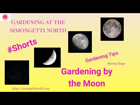 Garden with the moon phases #Shorts 🌑🌒🌔🌕🌗🌘// Gardening at the Simongetti North