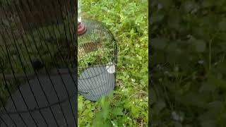 Download lagu dapat burung sogon ada ringnya😁😁 mp3 Download lagu dapat burung sogon ada ringnya😁😁 mp3