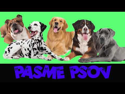 pasme psov / spoznajmo pse / učenje za otroke