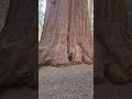 big tree 🌳 gigantic tree house in California