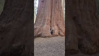 big tree 🌳 gigantic tree house in California