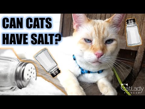 Is SALT or Sodium BAD for Cats? - Cat Lady Fitness