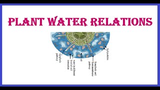 Plant Water Relations
