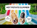 Dogs Throw A Pool PARTY