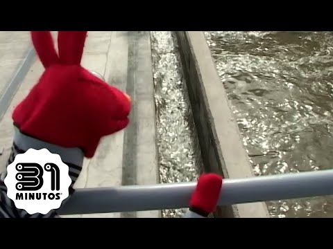 31 minutos - Nota verde - La ruta de la caca