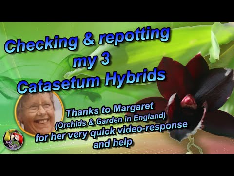Checking & repotting my 3 Catasetum Hybrids - Margaret, thanks for all your help.