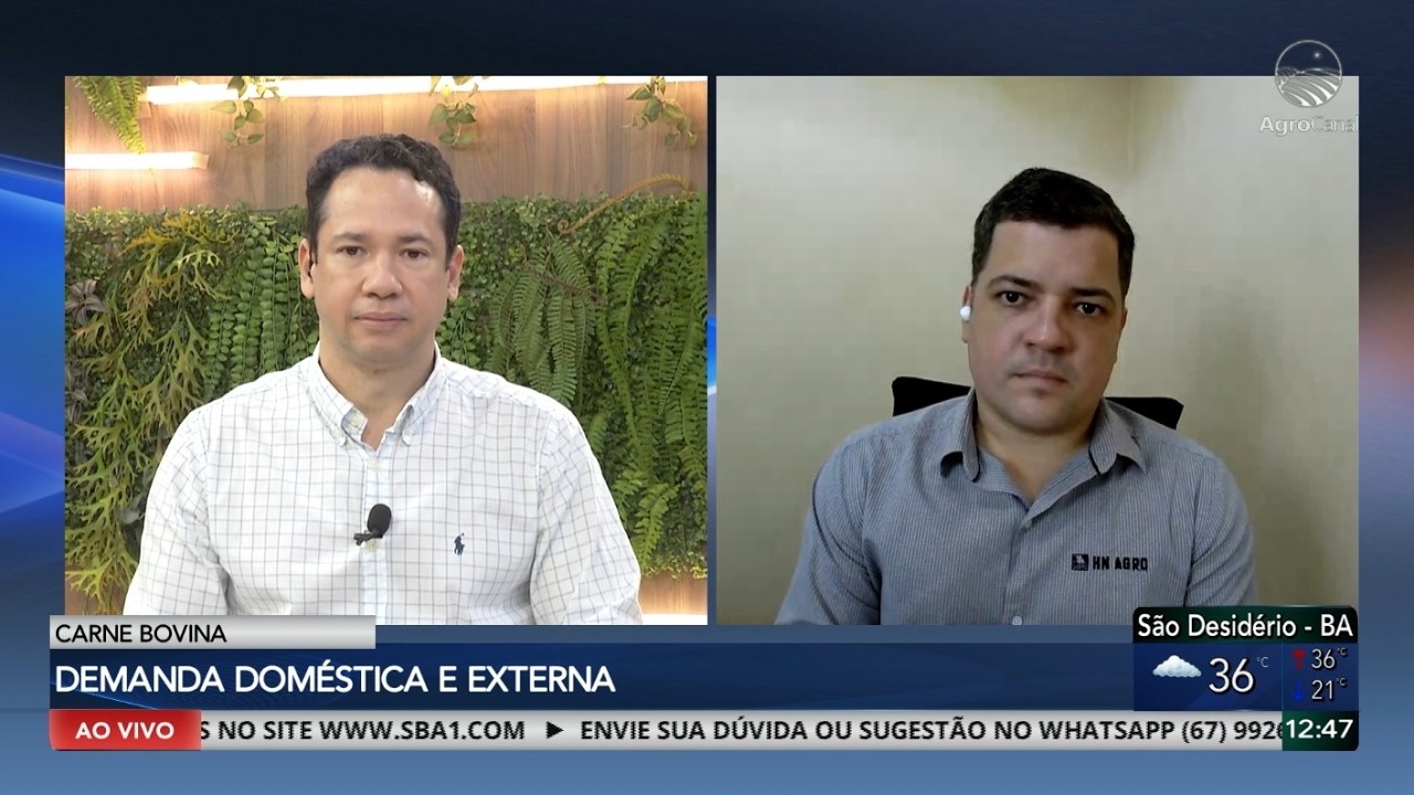 Boi gordo mantém trajetória de valorização no Brasil