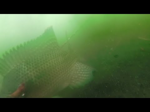 SE02EP075 Part 2 - Ang SIKRETONG LUNGGA at ang MASUKAL na LAWA ng TALISAY BATANGAS