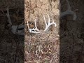 Is he hiding? #deer #deerhunting