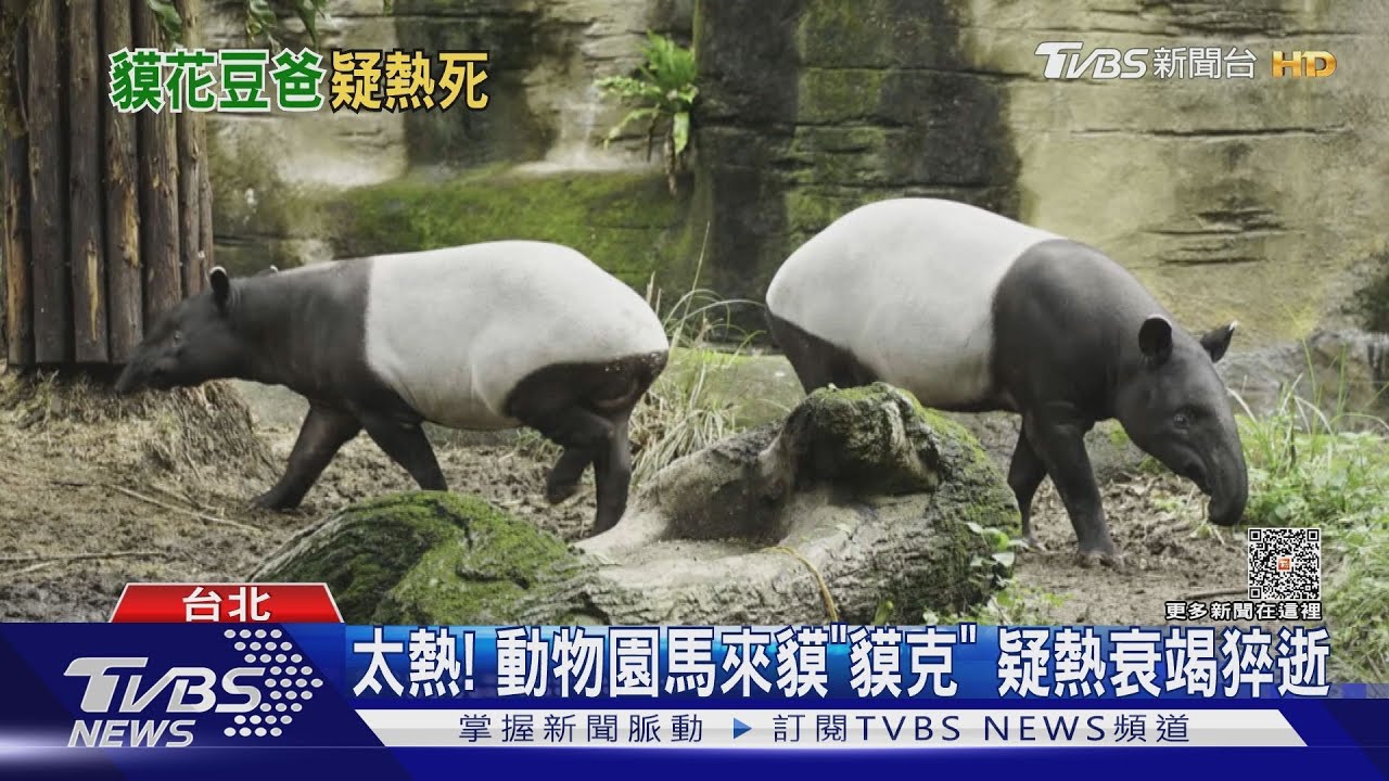 太熱! 動物園馬來貘「貘克」疑熱衰竭猝逝