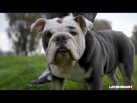 Misfit Soto - Me and my Dawg Ft. Bozo (Official Music Video)