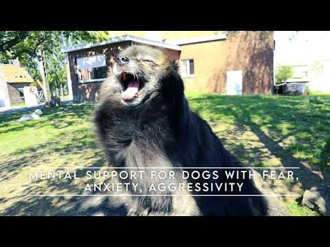 dog rehab by Oana Bauman