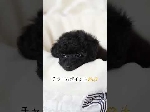 ブラックのトイプードル女の子オニキスちゃんのショート動画