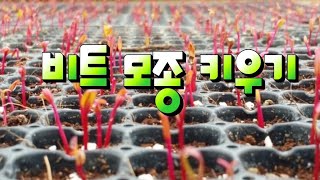 비트모종키우는법 비트모종 정식에서 비트수확까지 비트차,비트즙
