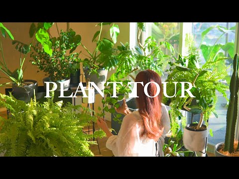 , title : '【PLANT TOUR】初心者におすすめの観葉植物インテリア10選 | 観葉植物のある暮らし | インテリアグリーン'