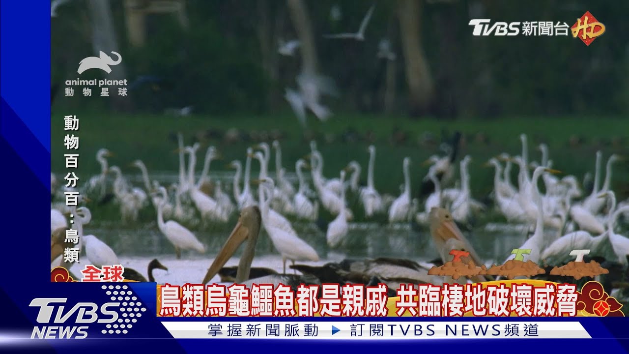 鳥類烏龜鱷魚都是親戚 同面臨棲地破壞威脅