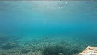 Miniature de la vidéo Nage du Jib 90sp (Smith)