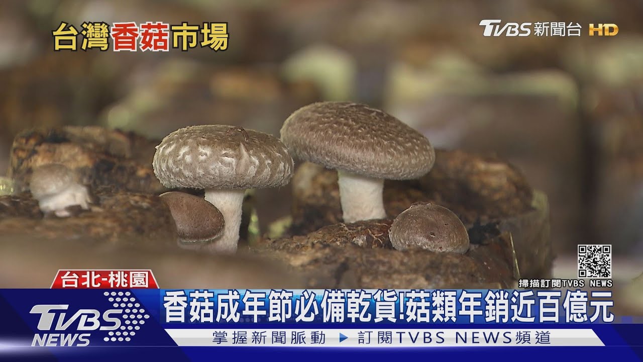 種菇也能促進生態永續? 專家:太空包種植可回收農業廢棄物