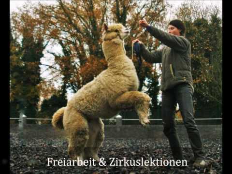 Alpaka Showtraining