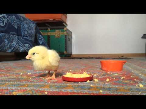 Hungry chick