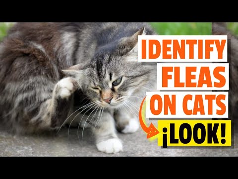 🙀HOW do you IDENTIFY FLEAS on CATS? And What Should you do?