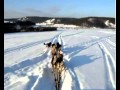 Собачья упряжка скипуллинг на Урале 