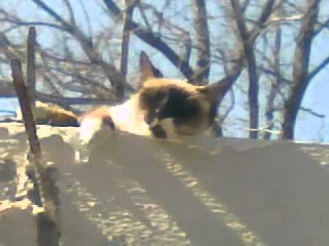 gata,puma en el techo