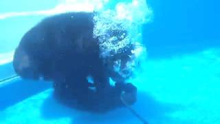 Купер — любитель подводного плавания