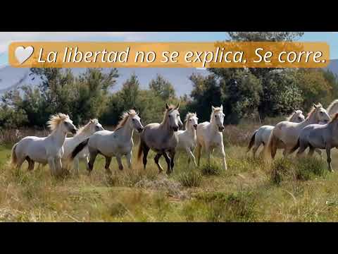 Manada de caballos blancos al galope en campo