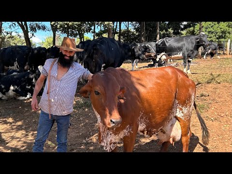 DAROÇA TIRA 1.550 LITROS DE LEITE POR DIA EM PEQUENO ESPAÇO DE TERRA  @Darocataoline .
