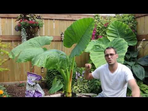 Growing Another Giant - Alocasia 'Borneo Giant'