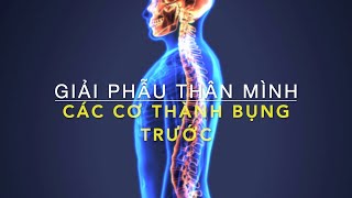 Các cơ thành bụng trước