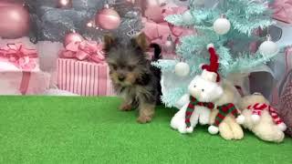 ヨークシャーテリアの動画01