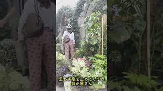 イタリア🇮🇹 こんな朝が好きです #ミラノ #イタリア暮らし#海外暮らし#日常Vlog