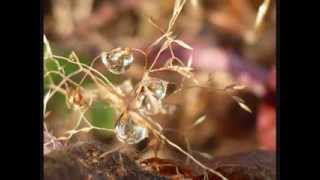 Inspirit (Music; Tongass Islands by Laura Sullivan)