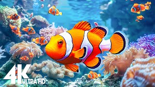 The Best 4K Aquarium 🐠 Beautiful Coral Reef Fish - Sleep Relax Meditation Music
