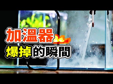 注意看，這個男人太狠了！為了教學把魚缸加熱到炸了......  How to Prevent White Spot Disease of Fish