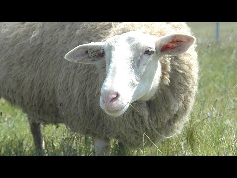 , title : 'East Friesian Milk Sheep | Grass Fed Triple Purpose'